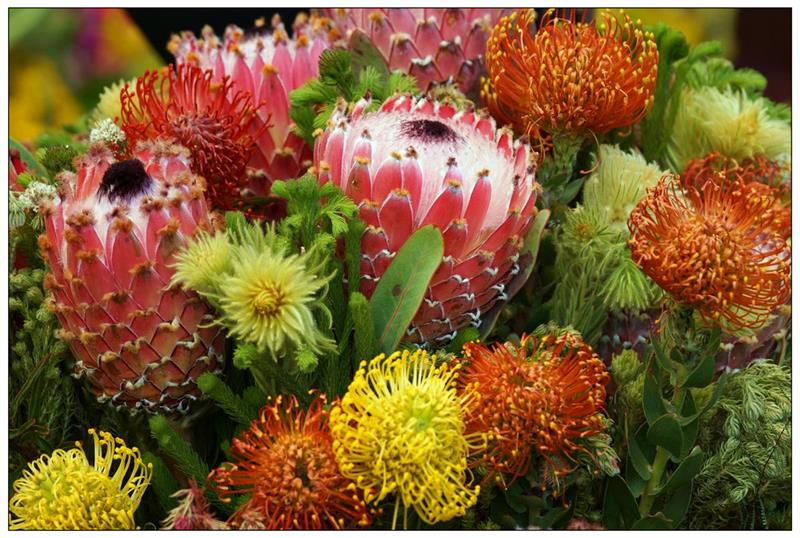 "菩提花"或"木百合花",是优良的鲜切花,原产南非,是南非共和国的国花