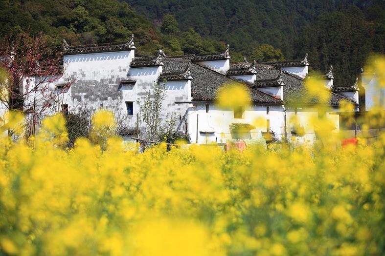 上一页 下一页 作品名称: 油菜花开  作品描述: 油菜花是婺源的一大