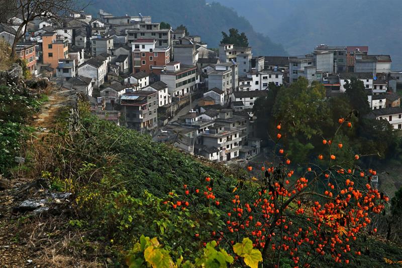 拍摄地点 淳安县威坪镇西山村 拍摄时间 2014-11-13 作品