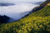 春满山谷