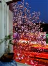 窗外玉兰花　美景伴我家