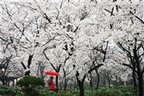 【冒雨寻芳】