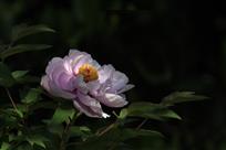 牡丹花开