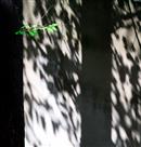 新生