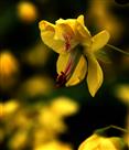 土实花