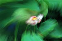 《花飞叶舞》