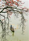 红棉知春