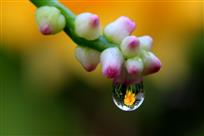 水映花影