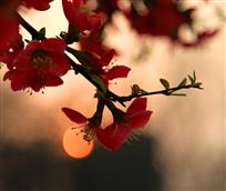 落日红花