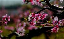 三月桃花艳