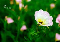 “牡丹花”下死