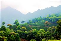 春风又绿阴那山