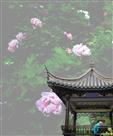 情定牡丹亭