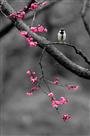 《守春》