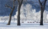 踏雪牧马