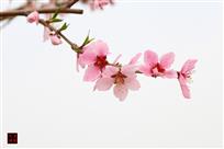 我的桃花