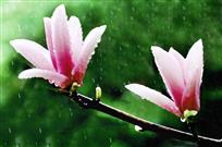 雨中玉兰花