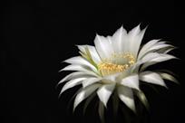 仙人球花