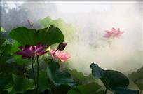 雾里看花