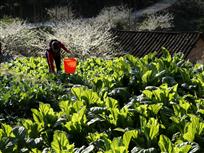 屋前菜园
