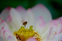 荷上芭蕾