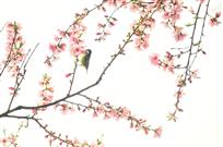 花鸟图