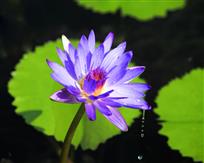 雨后花更绝