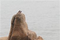 一起看海