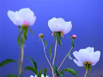 芍药花