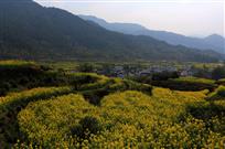 江岭花海