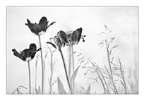 小花