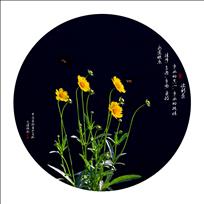 波斯菊