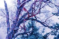 傲  雪