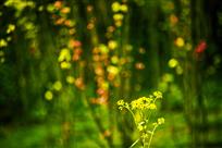 春  花