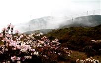 凉山杜鹃红