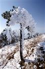 大雪压青松