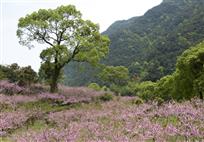 桃花源