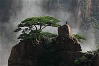 苍松迎客