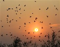 夕阳之舞