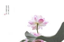 荷