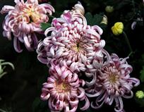 争芳斗艳