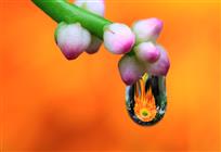 水韵花影