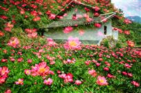 花海人家