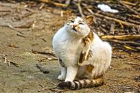 顽皮的小猫