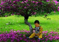 落花时节