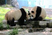 哥俩好
