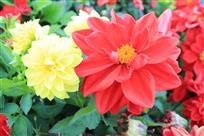 花开呈祥