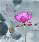 雨中荷