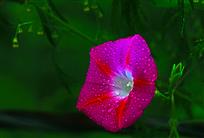 牵牛花