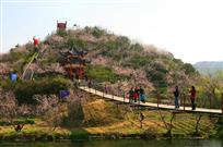 桃花岛上桃花开